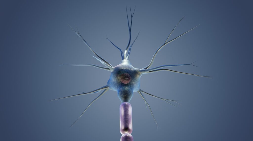 A nerve cell